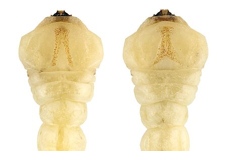 Melobasis abnormis, PL5505B, larva, from Pittosporum angustifolium dead stem, dorsal & ventral views, MU, 29.0 × 6.5 mm